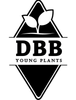 DBB Young Plants